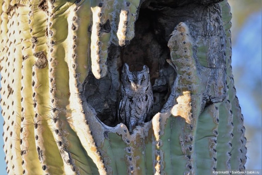 Дикий островок — Винтажные куклы ГДР (Немки): Бигги
