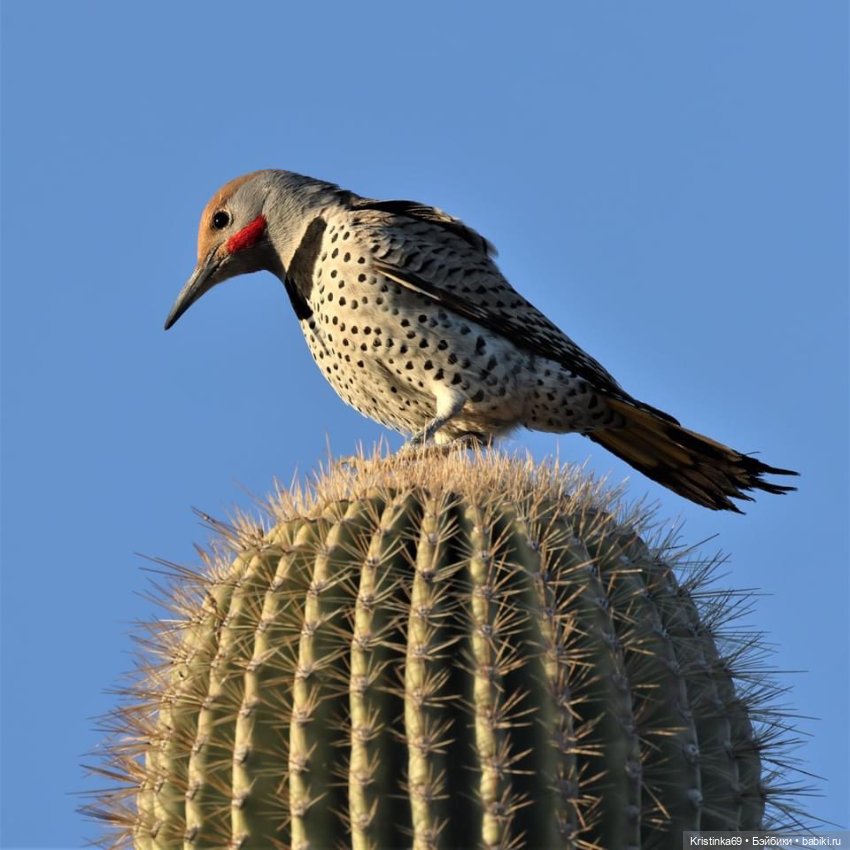 Дикий островок — Винтажные куклы ГДР (Немки): Бигги