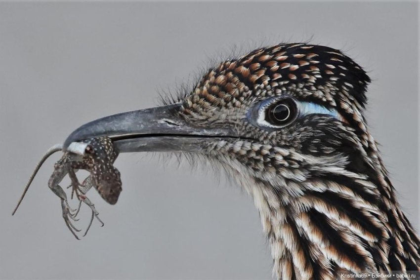 Дикий островок — Винтажные куклы ГДР (Немки): Бигги