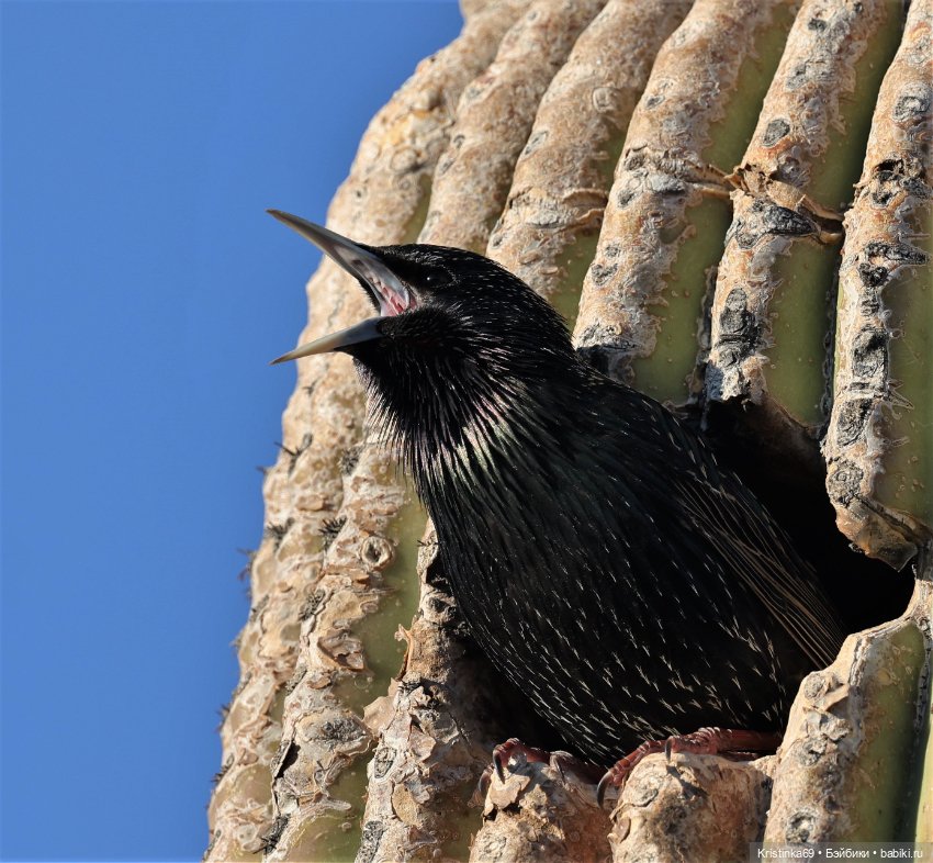 Дикий островок — Винтажные куклы ГДР (Немки): Бигги