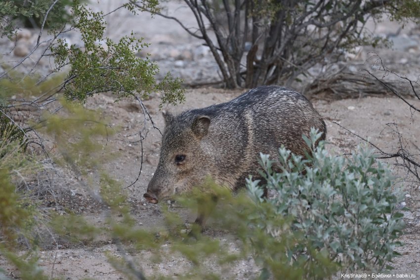 Дикий островок — Винтажные куклы ГДР (Немки): Бигги