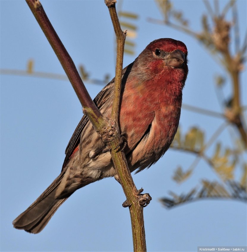 Дикий островок — Винтажные куклы ГДР (Немки): Бигги