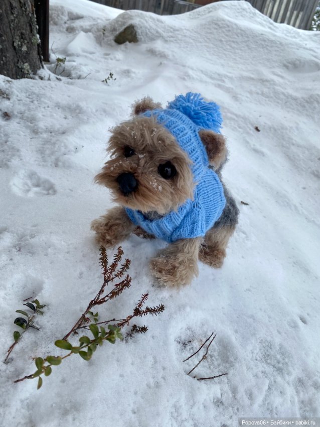 Мальчик Йорик Монти — Авторские мишки Тедди и друзья: фото