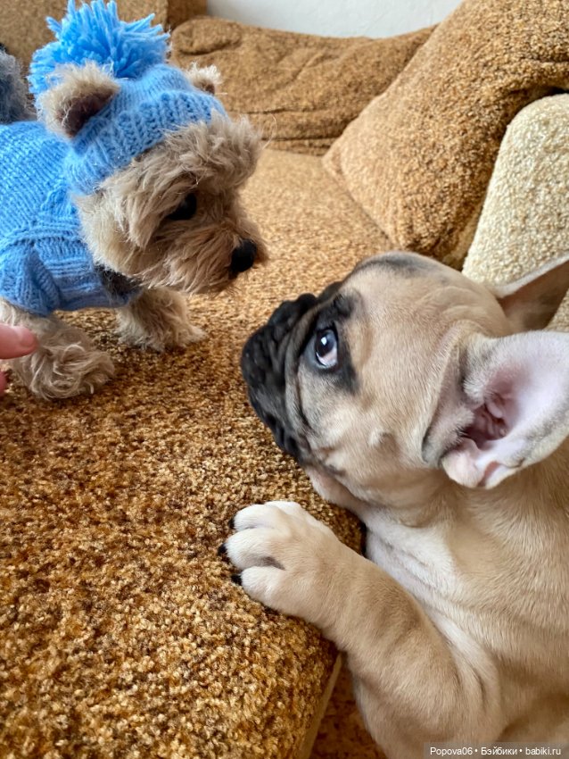 Мальчик Йорик Монти — Авторские мишки Тедди и друзья: фото (фото 8)