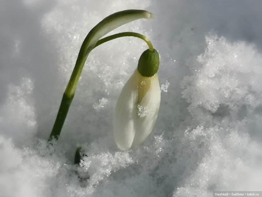 Весна идёт, весне дорогу!🌱 (фото 4)