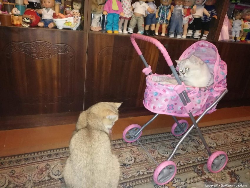 Кошки и куклы — В мире животных: смешные фото питомцев и зверей (фото 2)