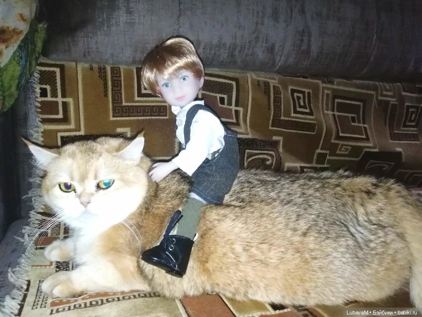 Кошки и куклы — В мире животных: смешные фото питомцев и зверей