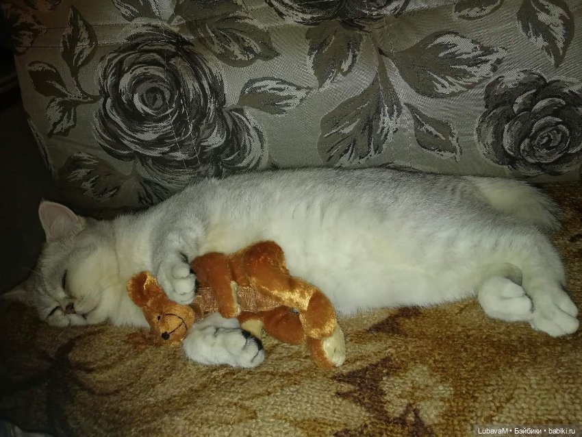 Кошки и куклы — В мире животных: смешные фото питомцев и зверей (фото 4)