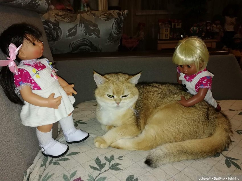 Кошки и куклы — В мире животных: смешные фото питомцев и зверей (фото 8)