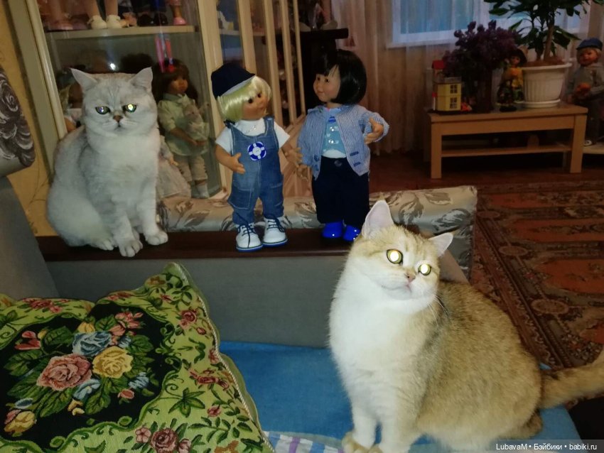 Кошки и куклы — В мире животных: смешные фото питомцев и зверей (фото 7)