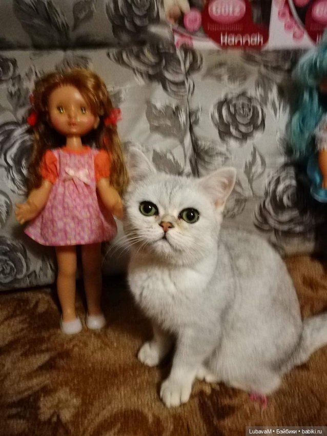 Кошки и куклы — В мире животных: смешные фото питомцев и зверей (фото 3)