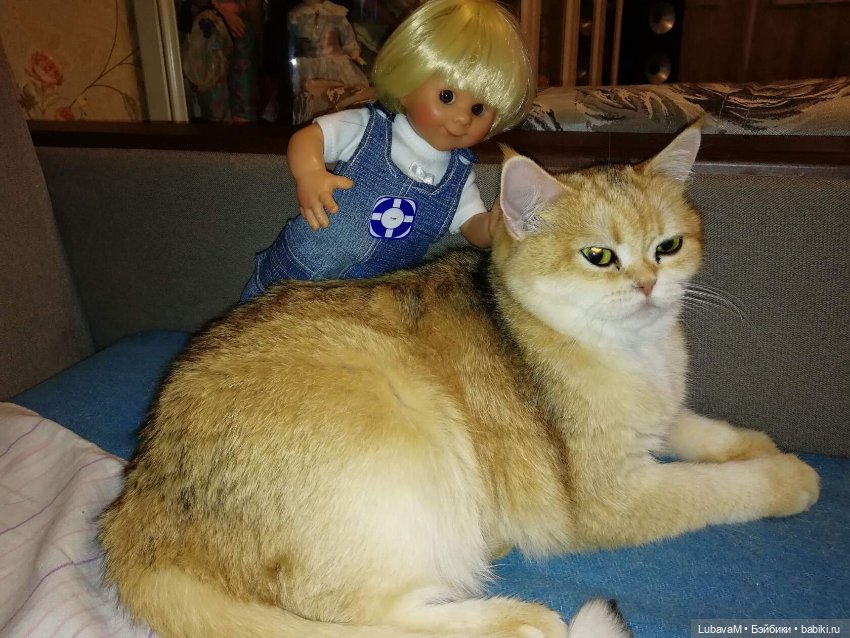 Кошки и куклы — В мире животных: смешные фото питомцев и зверей (фото 6)