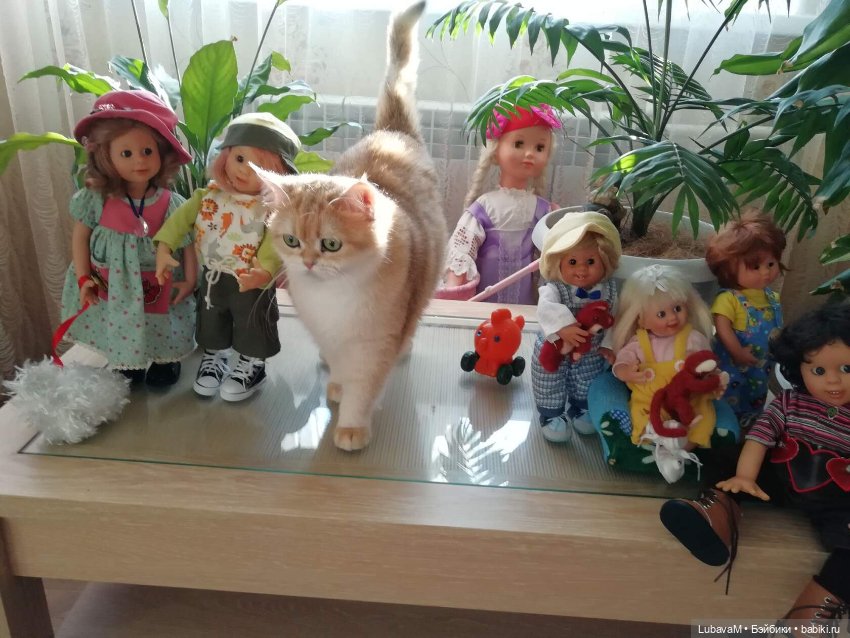 Кошки и куклы — В мире животных: смешные фото питомцев и зверей