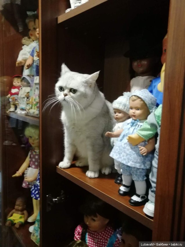 Кошки и куклы — В мире животных: смешные фото питомцев и зверей