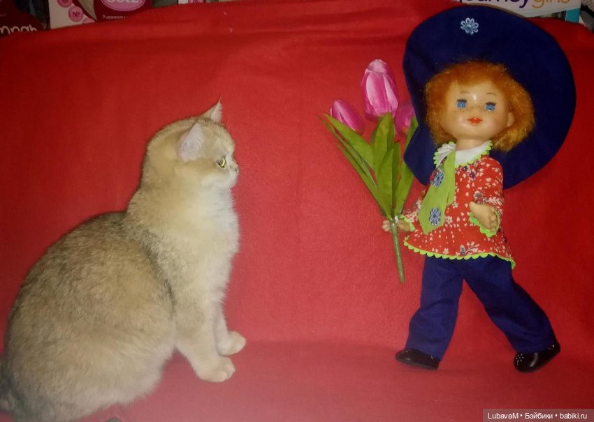 Кошки и куклы — В мире животных: смешные фото питомцев и зверей