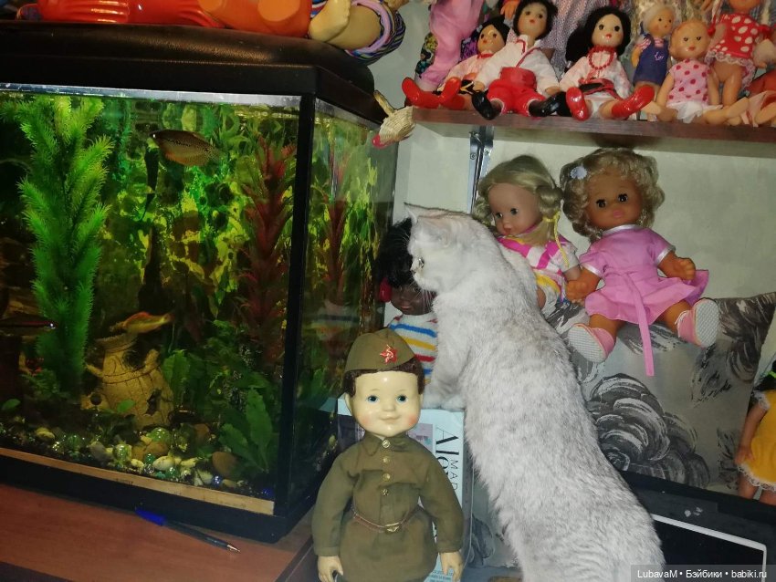 Кошки и куклы — В мире животных: смешные фото питомцев и зверей