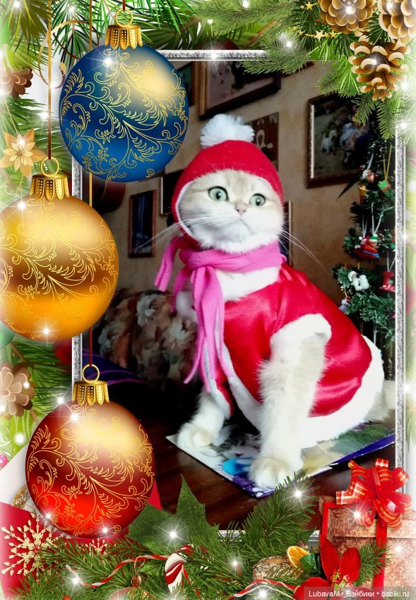 Кошки и куклы — В мире животных: смешные фото питомцев и зверей