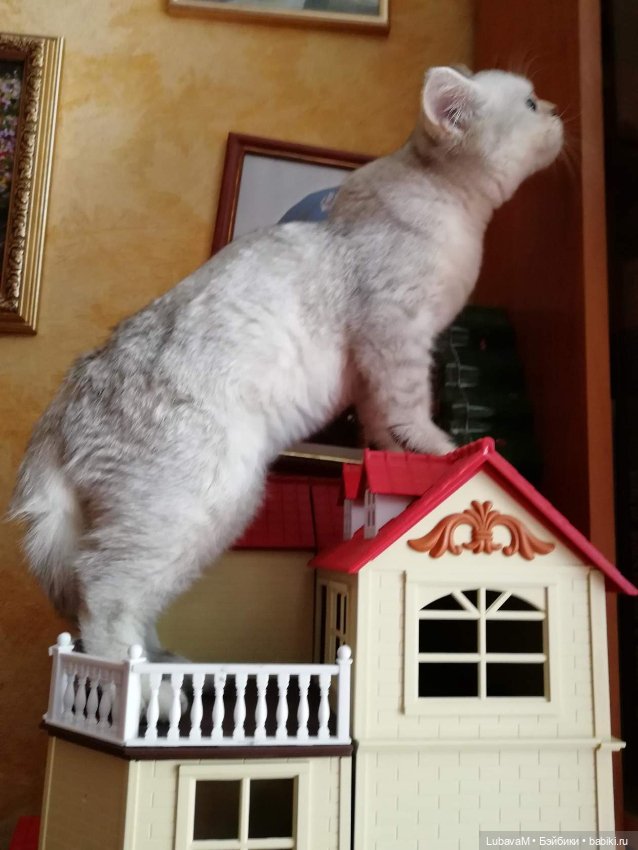 Кошки и куклы — В мире животных: смешные фото питомцев и зверей