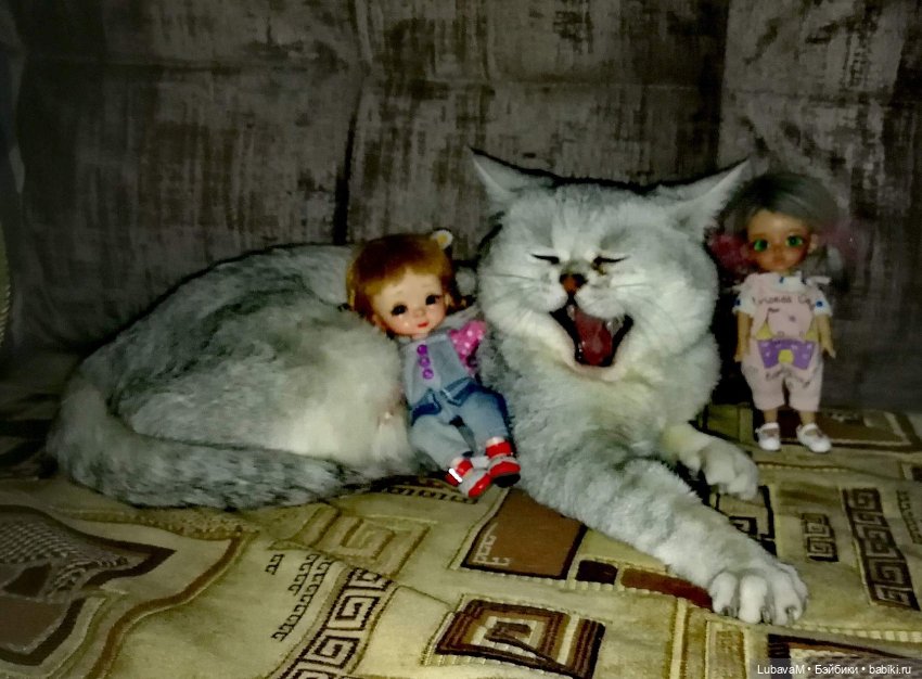 Кошки и куклы — В мире животных: смешные фото питомцев и зверей