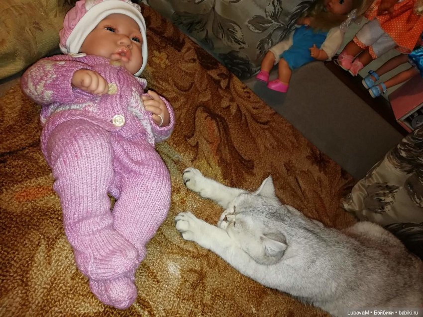 Кошки и куклы — В мире животных: смешные фото питомцев и зверей