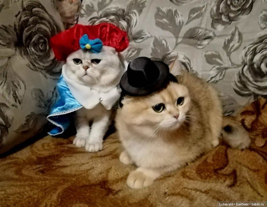 Кошки и куклы — В мире животных: смешные фото питомцев и зверей