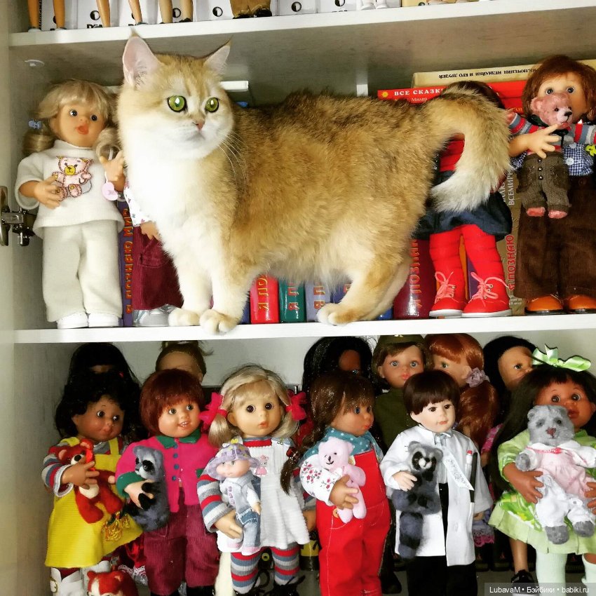Кошки и куклы — В мире животных: смешные фото питомцев и зверей