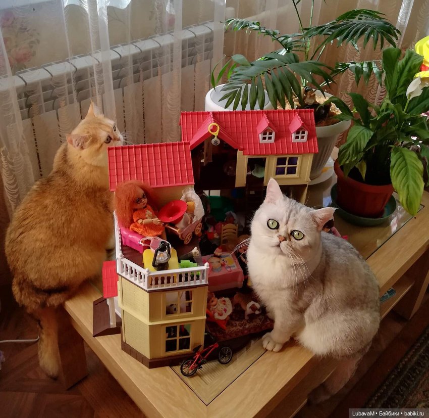 Кошки и куклы — В мире животных: смешные фото питомцев и зверей