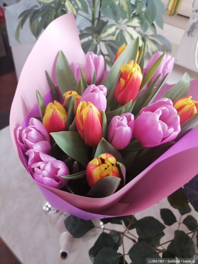 Пополнение, яркие краски Цвергнадзе