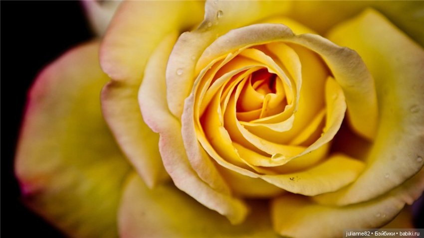 Солнечная Лайла от Kaye Wiggs