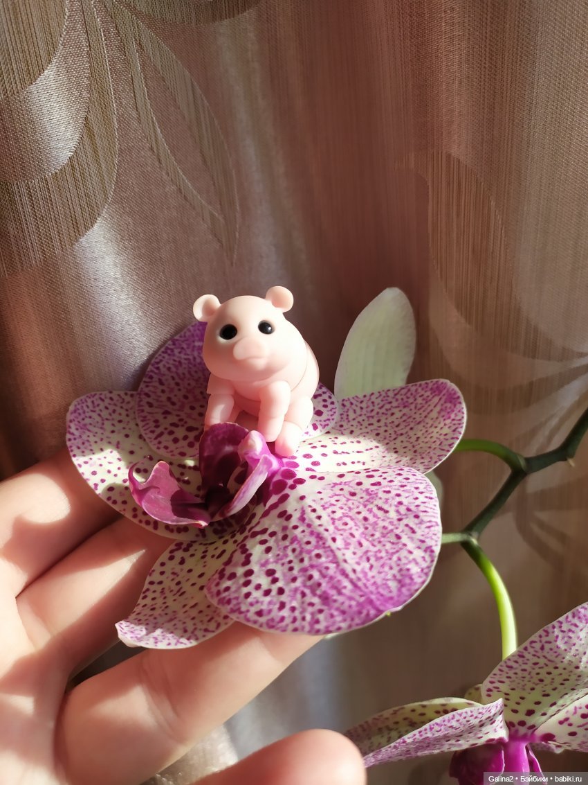 Приехала наша любимая хрюша Нюша (Pumpkin Smile)