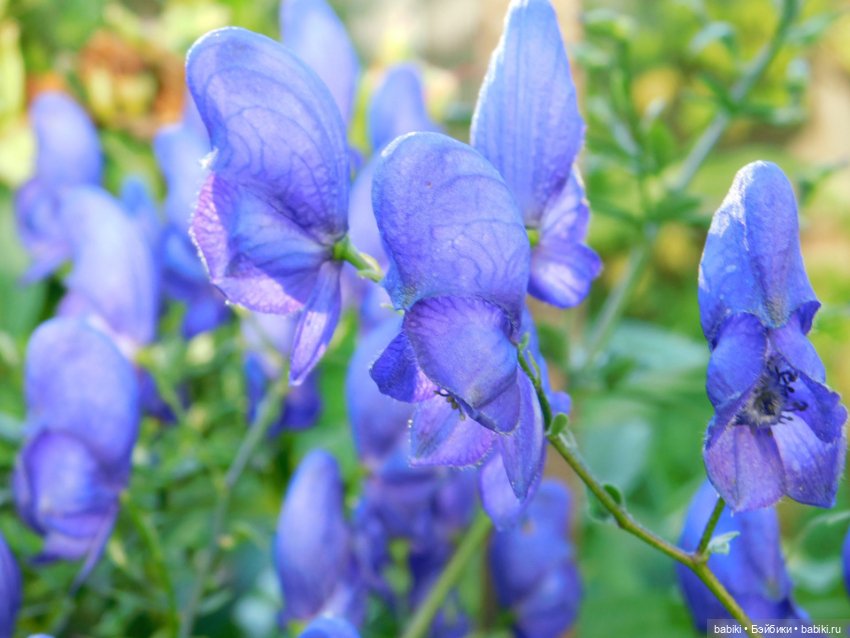 Сестренка-наконец-то ты приехала (фото 10)