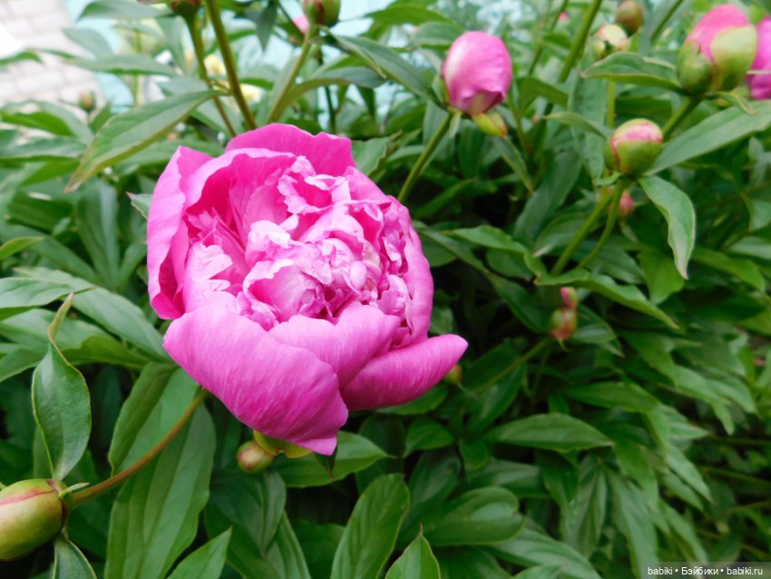 Инфанта Маргарита. Автор Хелена Киш (фото 10)