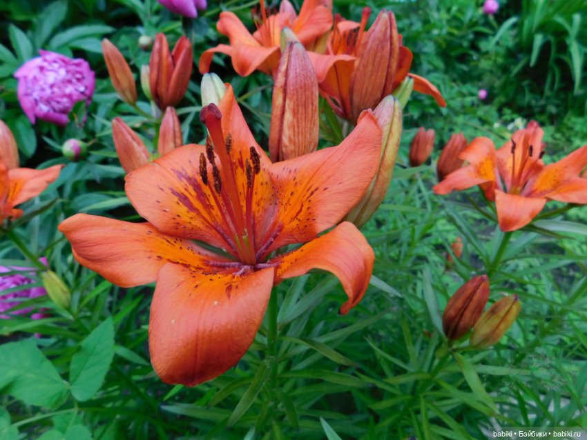 Инфанта Маргарита. Автор Хелена Киш (фото 9)