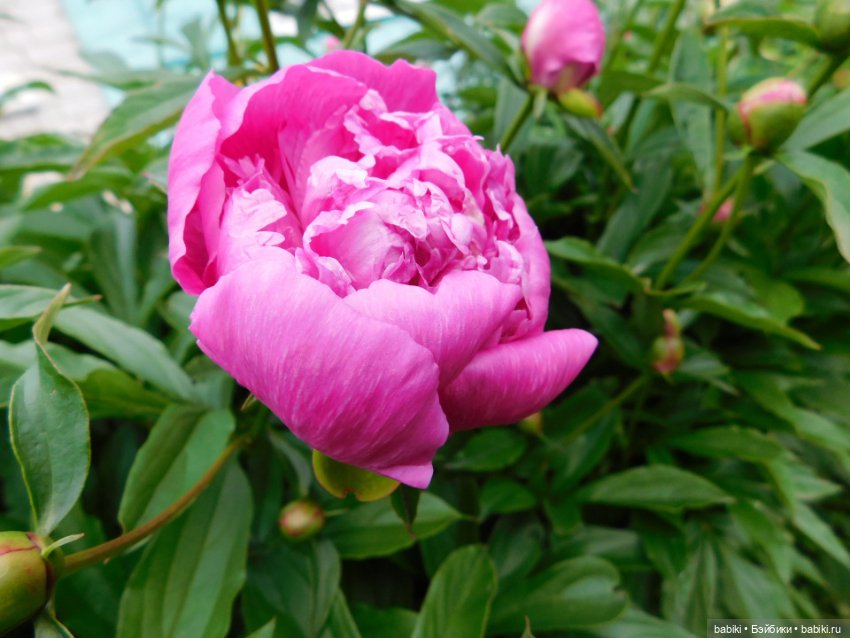 Куклы возвращаются — Куклы Helen Kish (Хелен Киш): Riley (Райли) (фото 2)