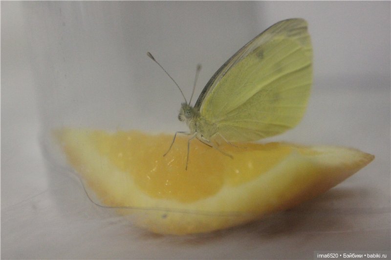 Хотим сказать спасибо! У нас новый кукложитель