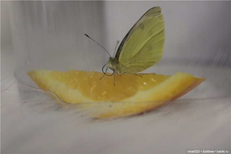 Хотим сказать спасибо! У нас новый кукложитель (фото 10)