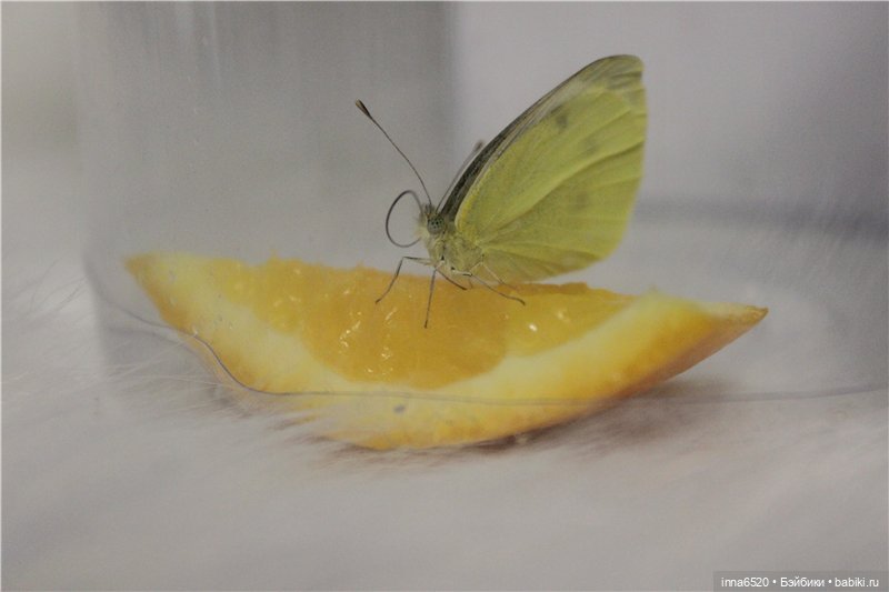 Хотим сказать спасибо! У нас новый кукложитель