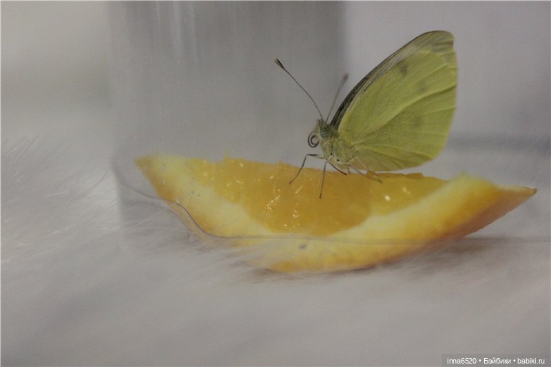 Хотим сказать спасибо! У нас новый кукложитель