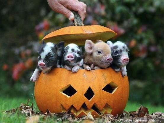 Happy Halloween 2012! Куклы Masterpiece. Часть вторая