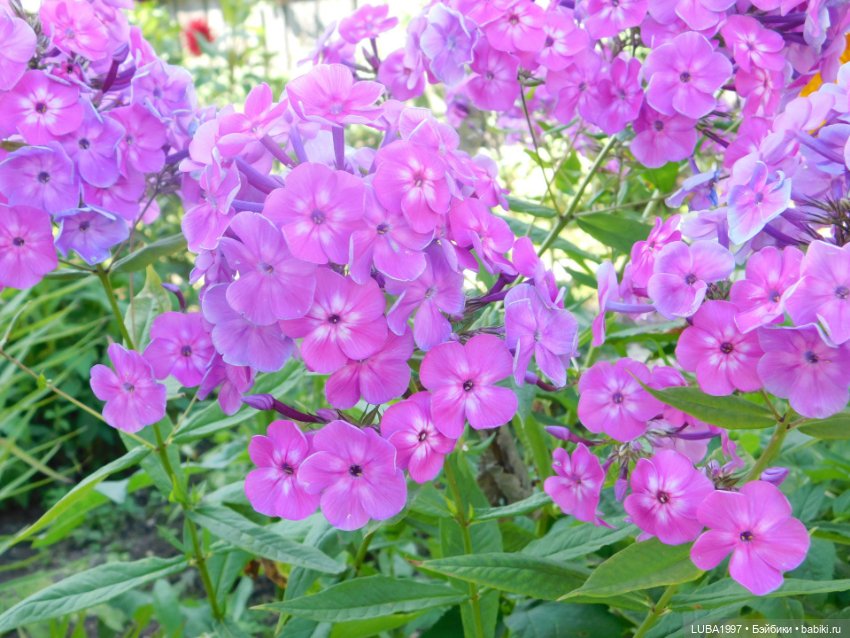 Кусочек уходящего лета в моей коллекции кукол. 2 часть