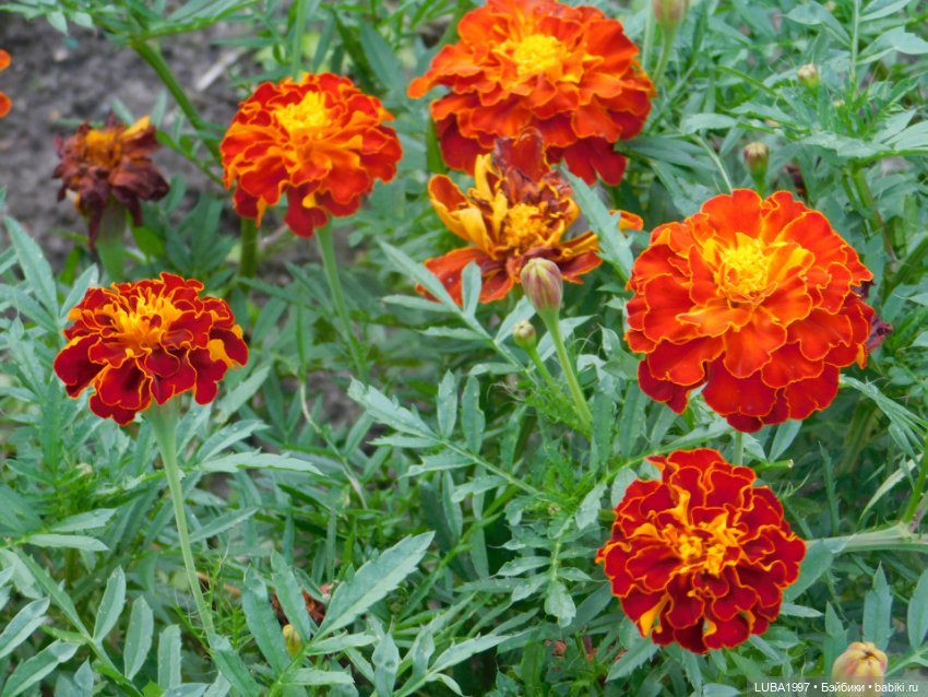 Кусочек уходящего лета в моей коллекции кукол. 3 часть