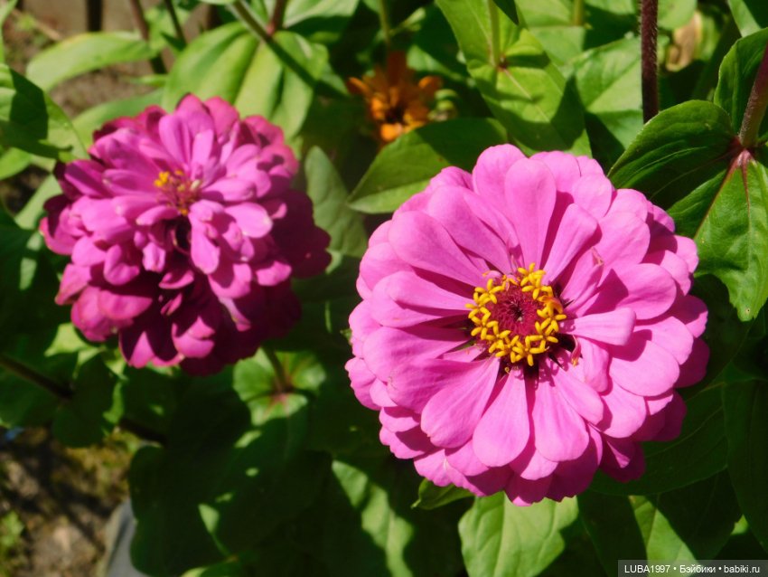 Кусочек уходящего лета в моей коллекции кукол. 3 часть