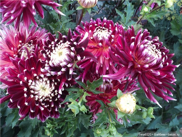 Одежка для моих малышек — Одежда и обувь для кукол своими руками: фото