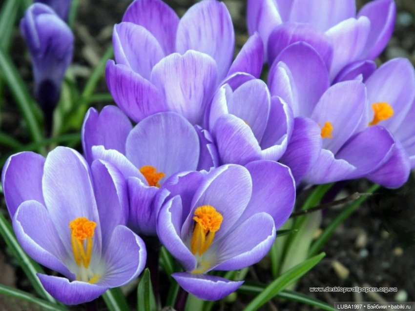 Мое сиреневое настроение - Девочка инфанта - девочка Елены Бурыгиной