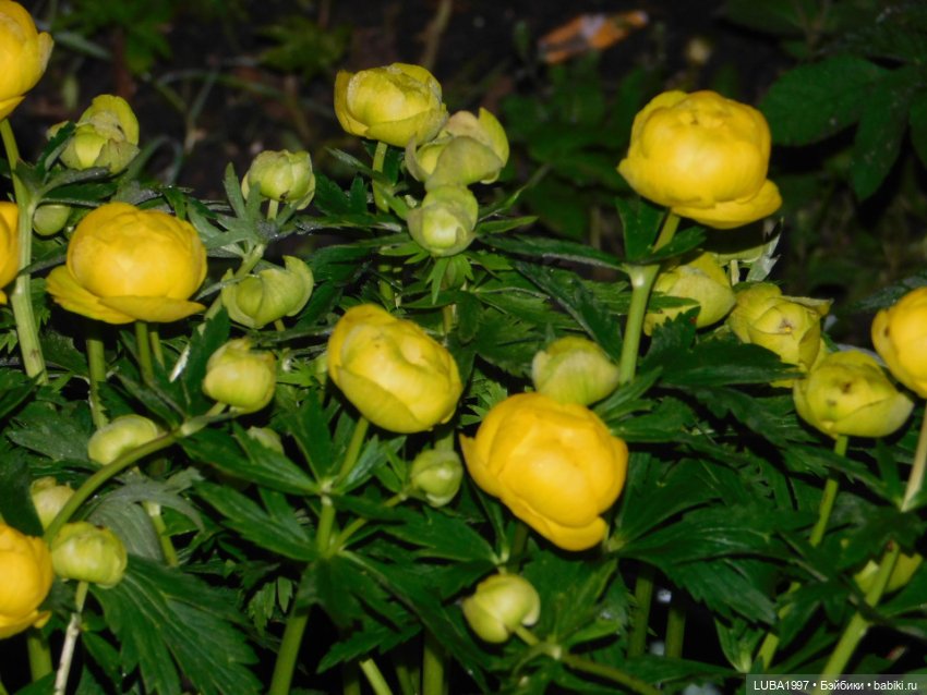 А мы вышли погулять и наряды показать