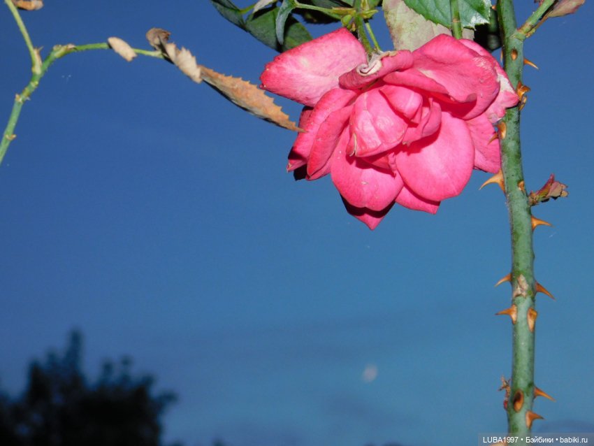 А мы вышли погулять и наряды показать