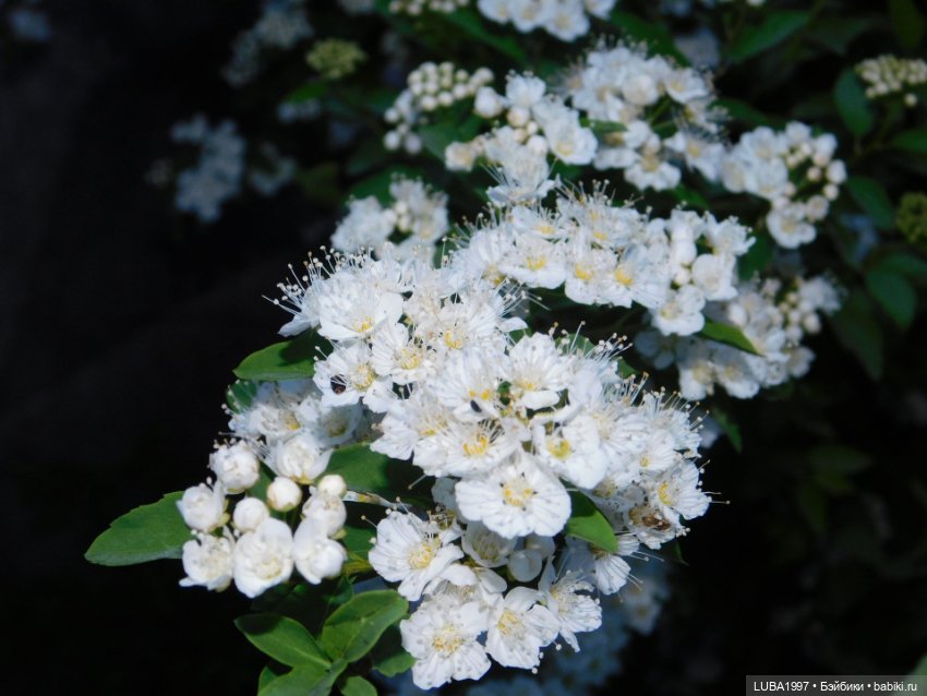 А мы вышли погулять и наряды показать (фото 7)