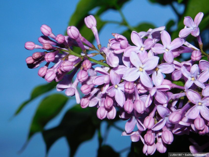 А мы вышли погулять и наряды показать (фото 2)
