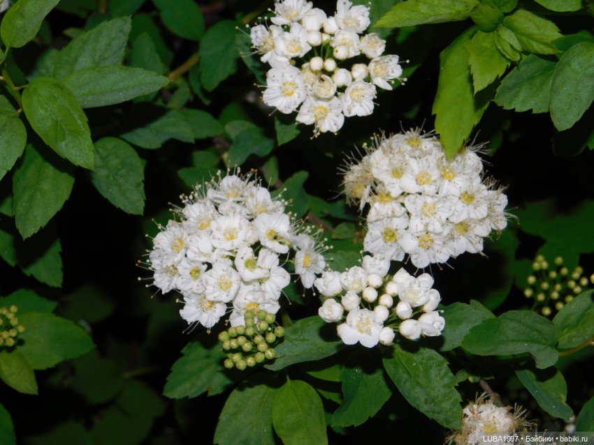 А мы вышли погулять и наряды показать (фото 10)