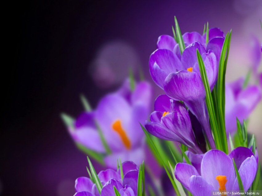 Мое сиреневое настроение - Девочка инфанта - девочка Елены Бурыгиной